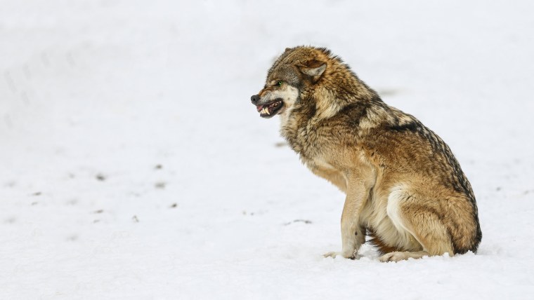 Волк в полный рост сбоку