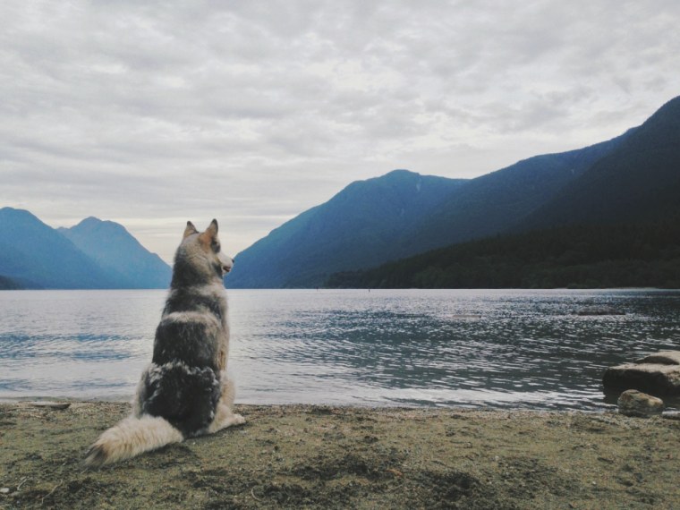 Собака сидит спиной