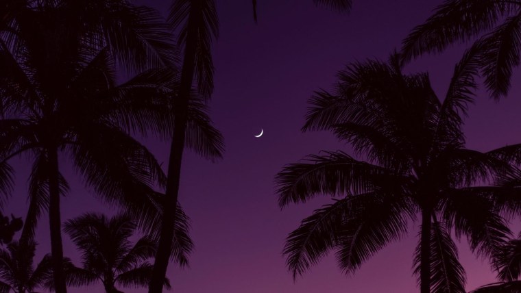 Пальмы ночью