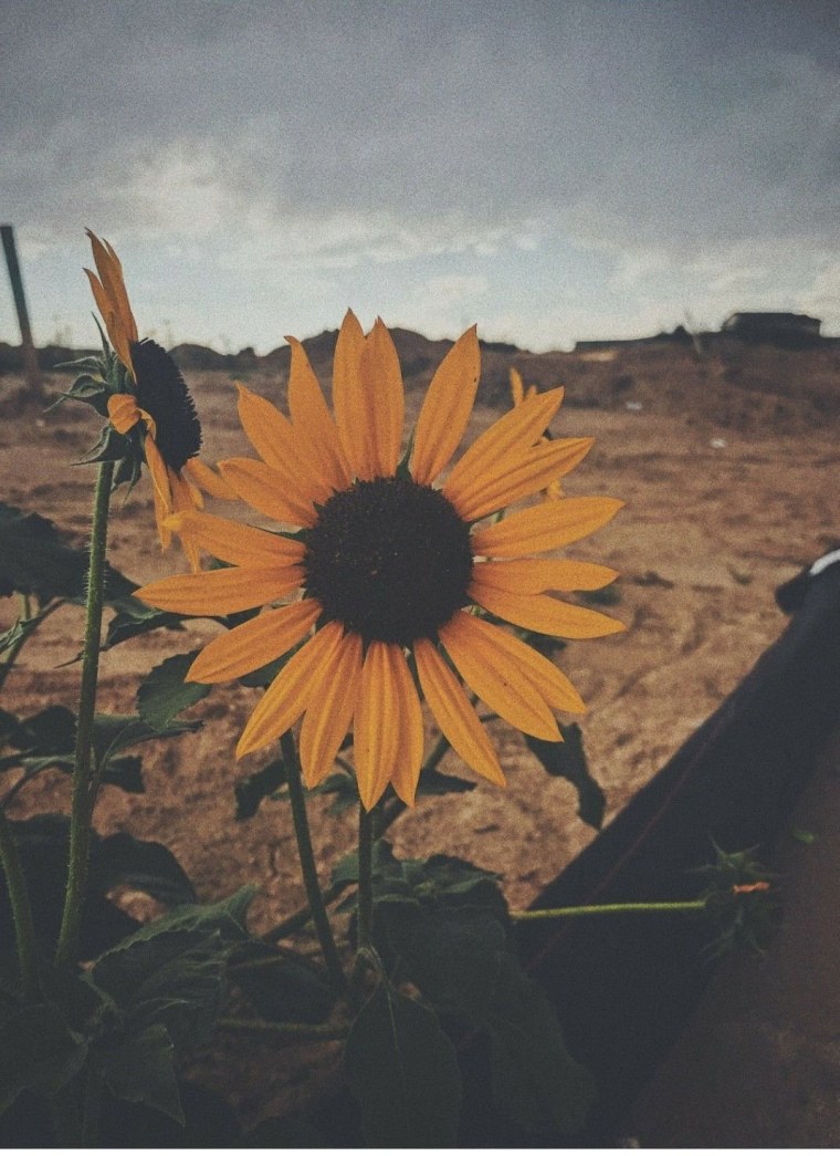 Авы Эстетика природа