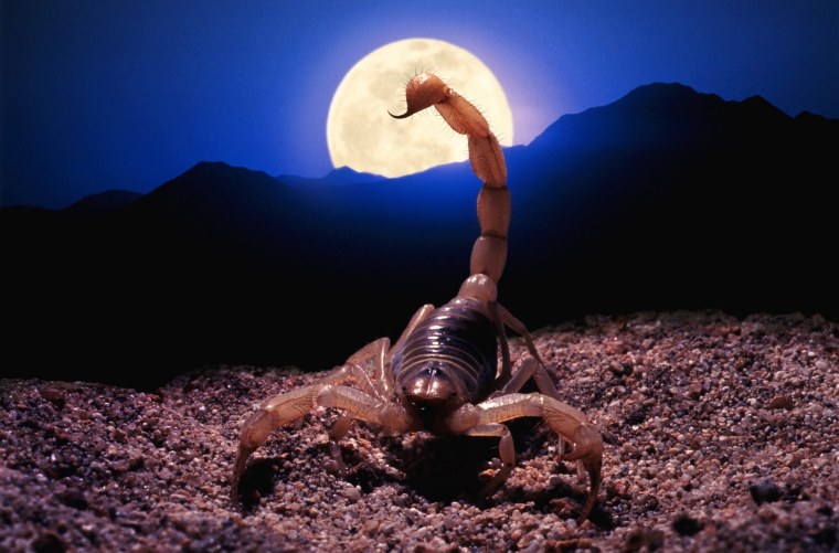 Скорпион арт