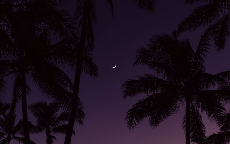 Пальмы темные