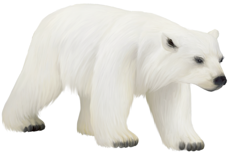 Полар бир (Polar Bear)