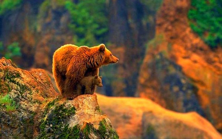 Дикая природа