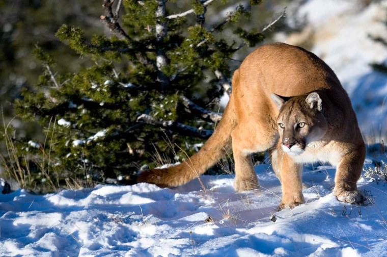 Пума горный Лев