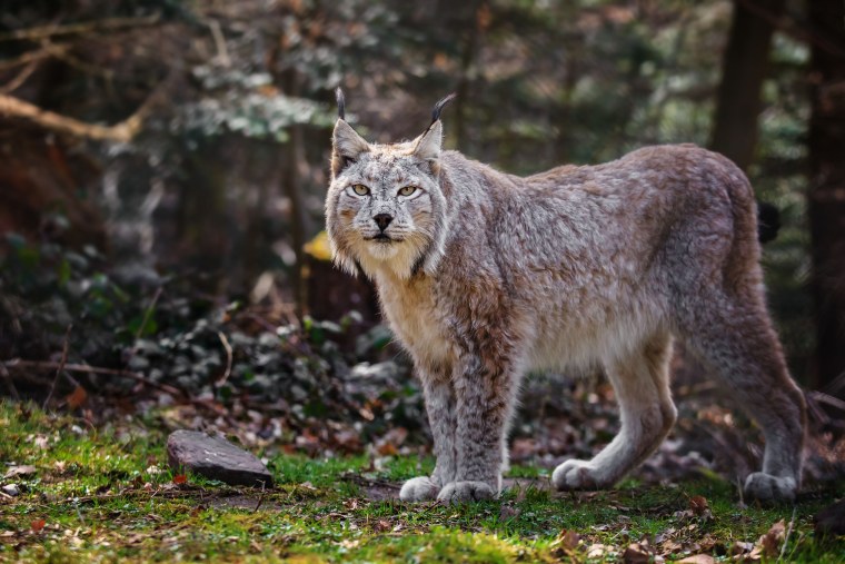 Lynx issiodorensis