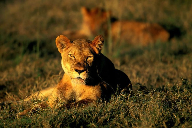 Картинки на рабочий стол Дикие животные