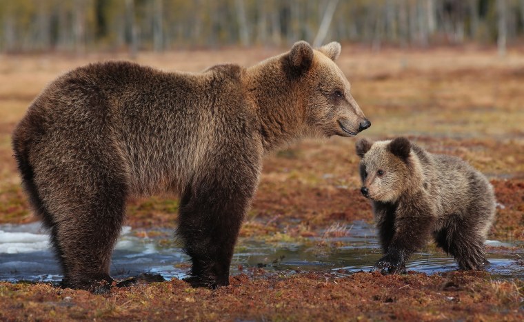 Аляскинский бурый медведь