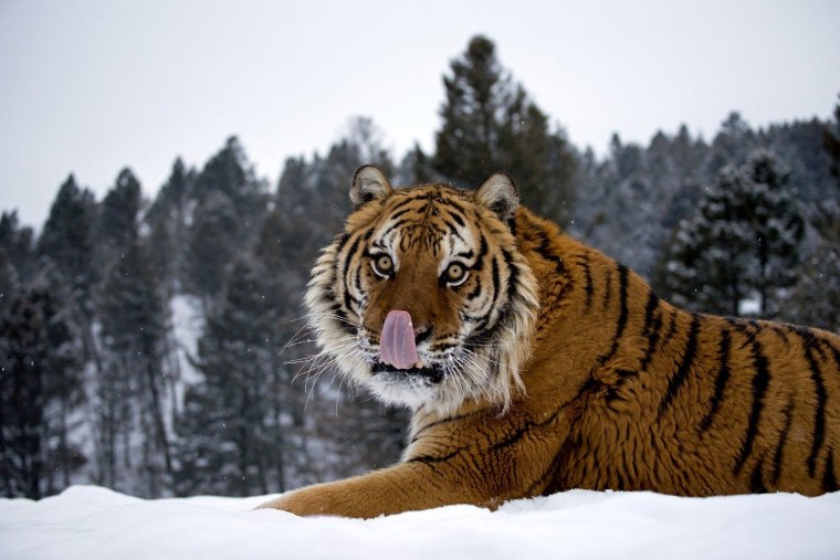 Опасные животные России