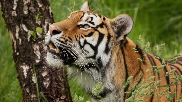 Тигр ест траву