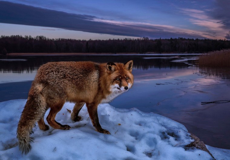 Дикая природа