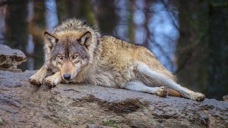 Среднерусский Лесной волк