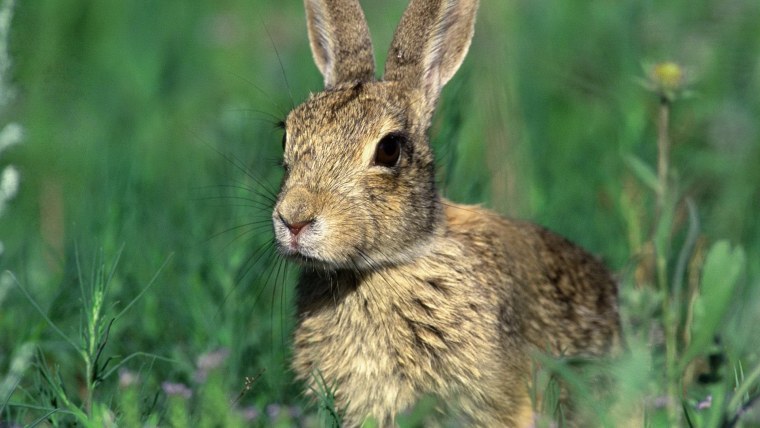 Бушменов заяц