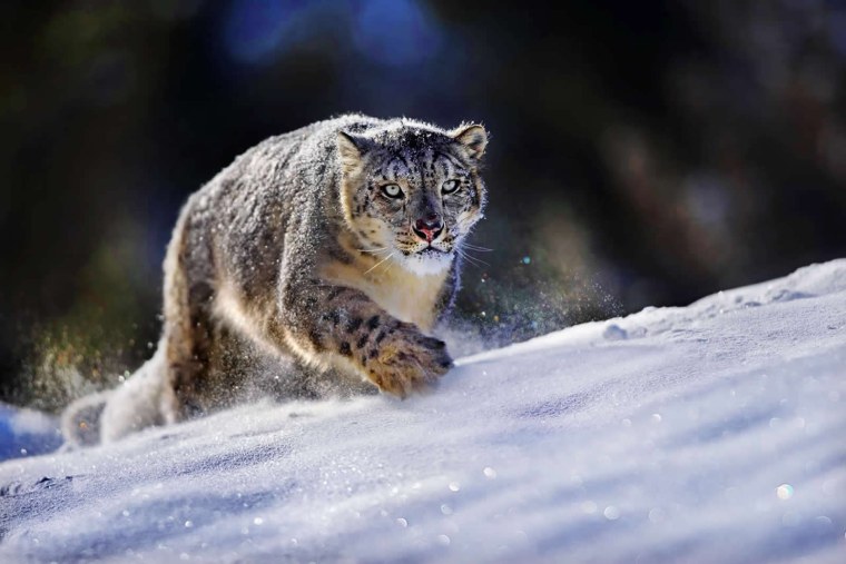 Крадущийся Ирбис