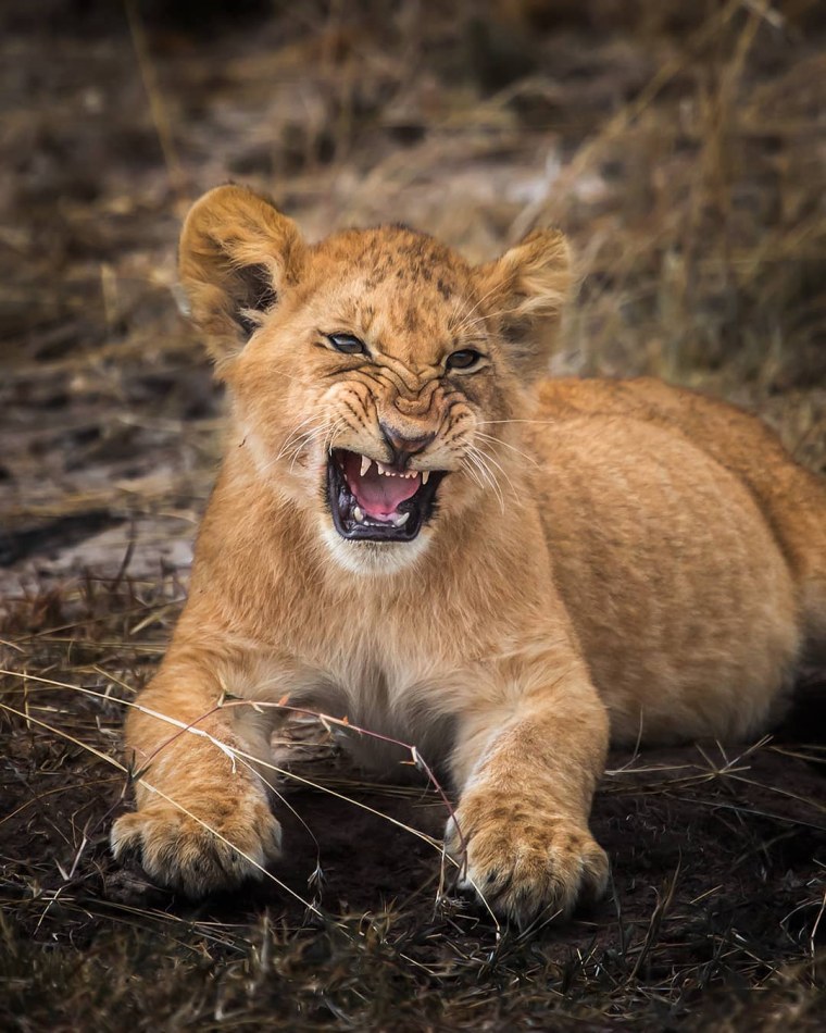 Новые фотографии диких животных