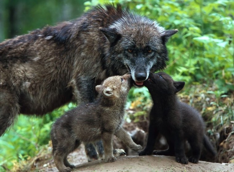 Семья Волков с волчатами