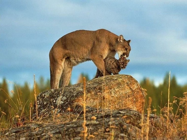 Пума Северная Америка