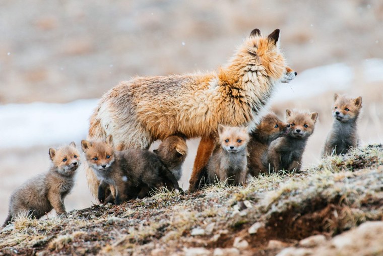 Природа России животные