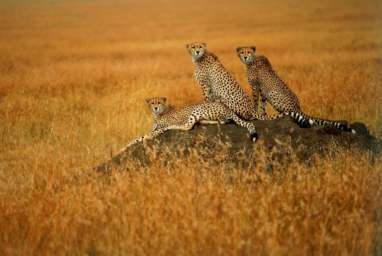Леопард гепард в дикой природе