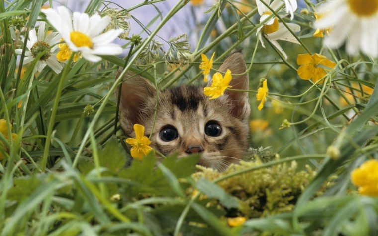 Милые животные на природе