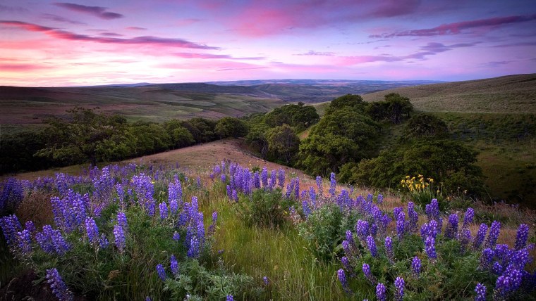 Пейзаж цветы
