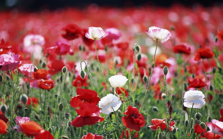 Красные полевые цветы