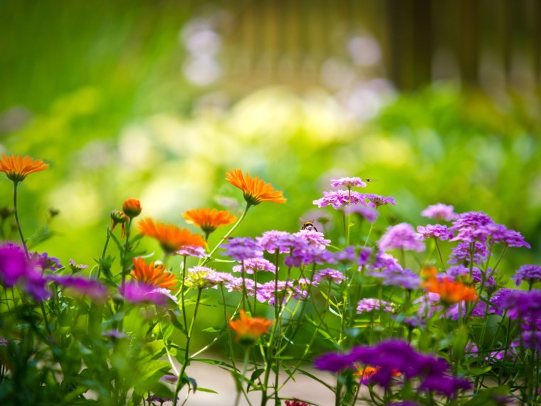 Летние цветы