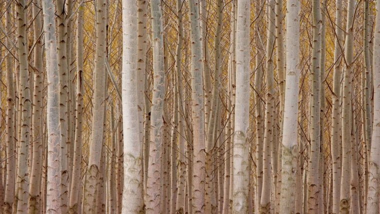 Обои дерево