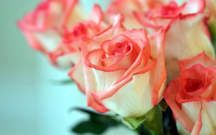 Нежные розы