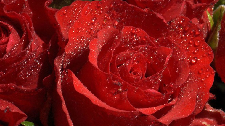 Красивые розы на рабочий стол