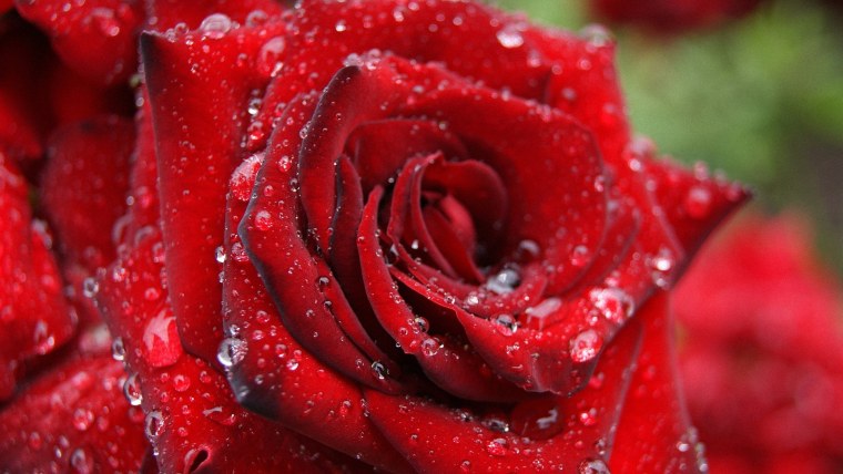 Розы картинки