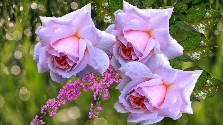 Розы очаровательные