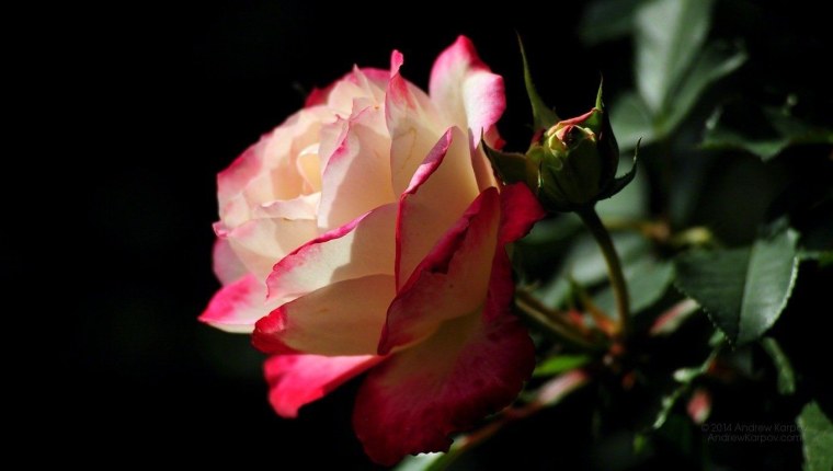 Розовые розы на экран