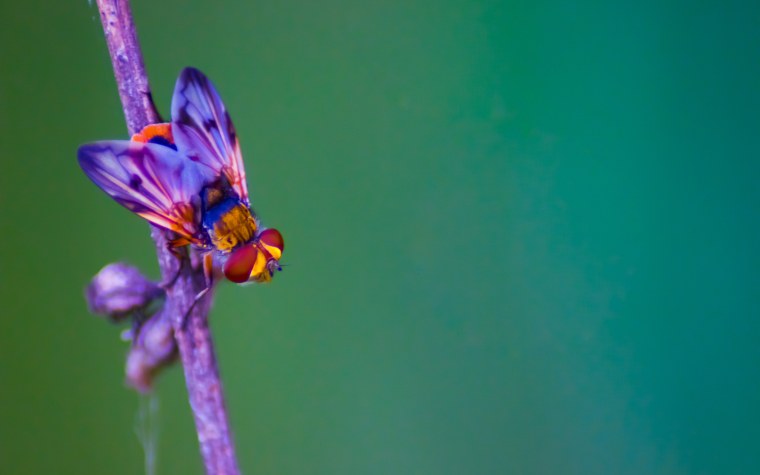 Радужная Муха