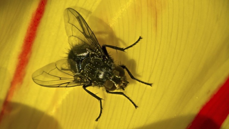 Муха солнце