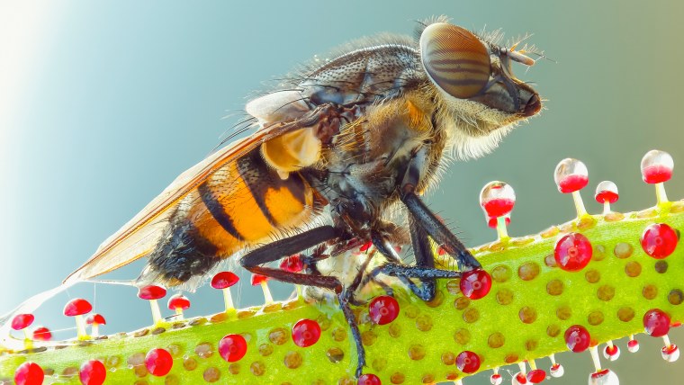 Макросъемка насекомых