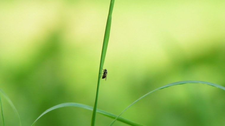 Букашки на травинки