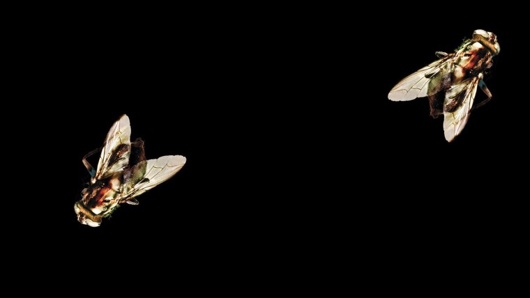 Глаза мухи Макросъемка