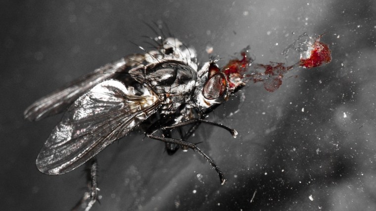 Кровожадная Муха