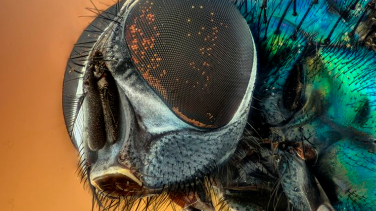 Насекомые вблизи Макросъемка