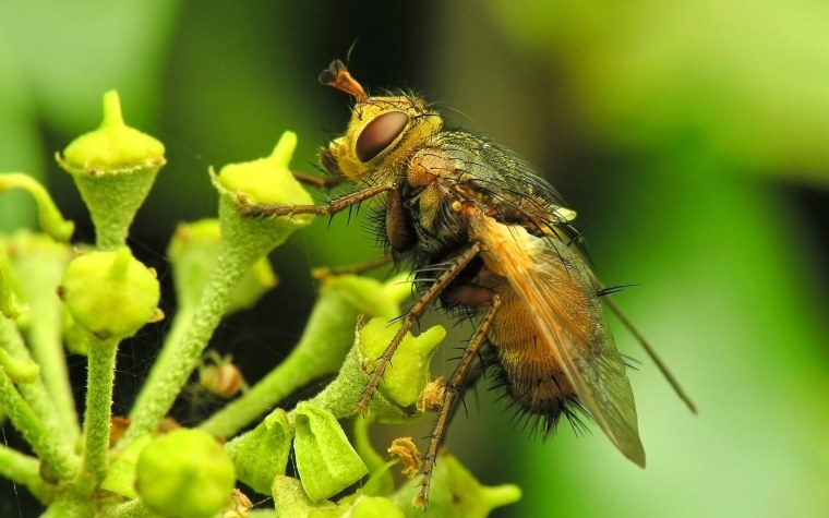 Желто зеленая Муха