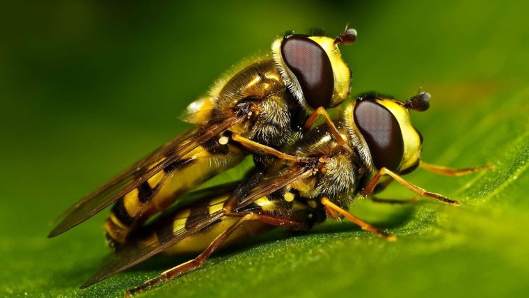 Насекомые которые летаю над цветами