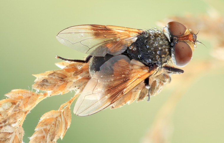 Насекомые абстракция
