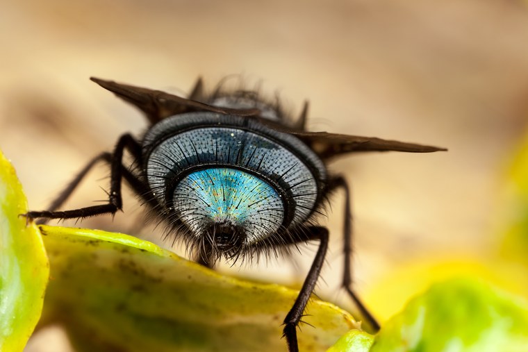 Модерн Альфонс Муха