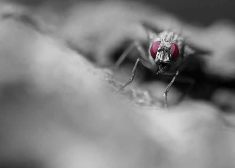 Фон рабочего стола с мухой