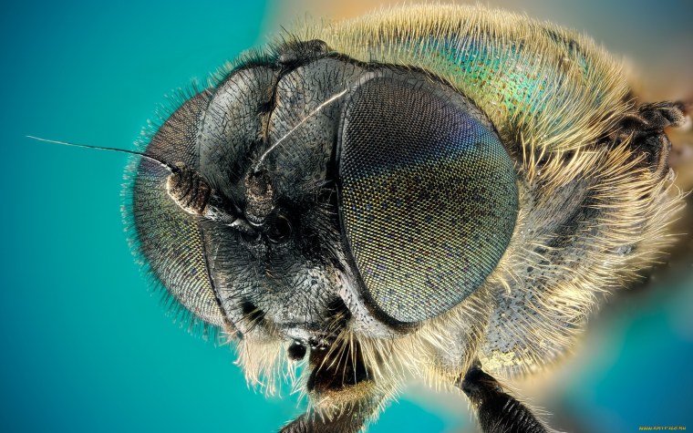 Муха (насекомое)