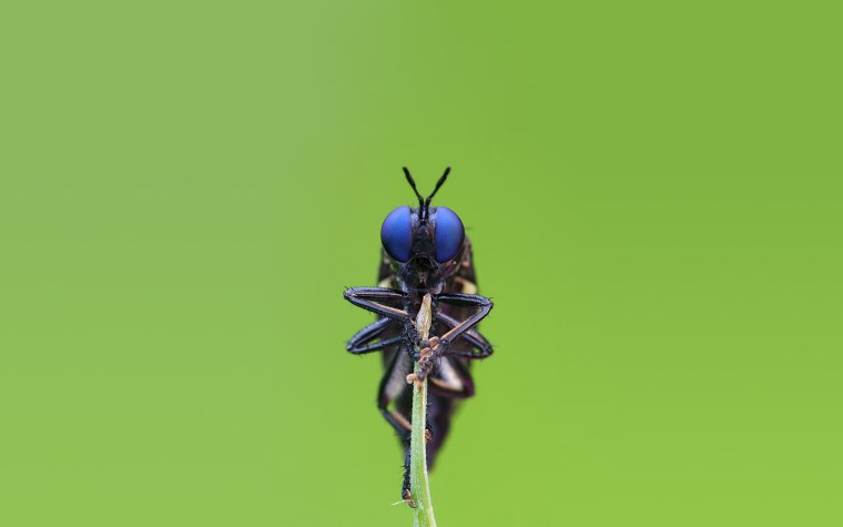 Мечехвост фасеточные глаза