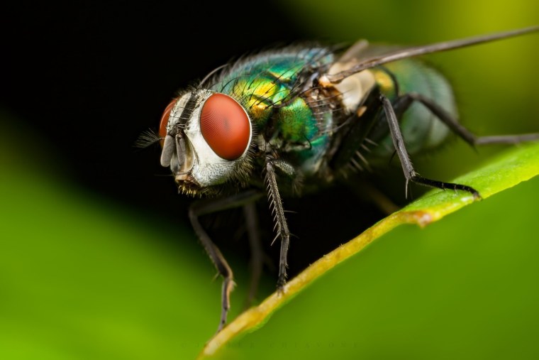 Муха краснохвостая