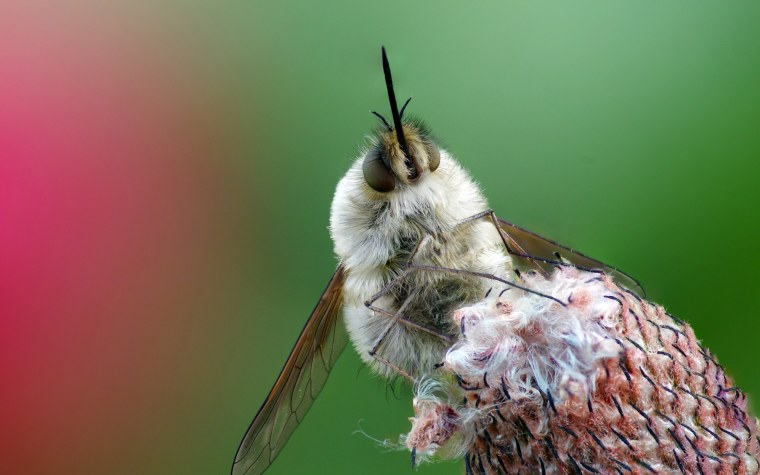 Двукрылые насекомые Жук