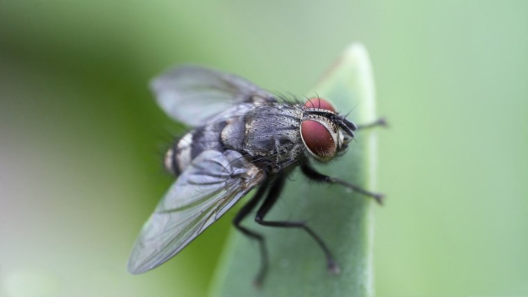 Муха журчалка фиолетовый цветок